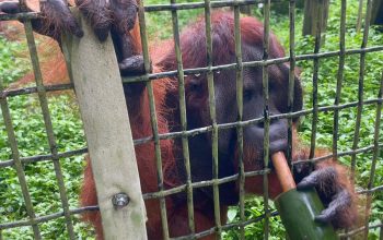 1110819-純手工「水果圓」甜品加菜-收容中心紅毛猩猩消暑透心涼01