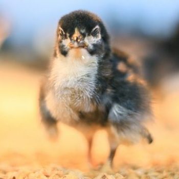 動物疫苗及佐劑技術研發中心