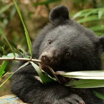 野生動物保育服務中心