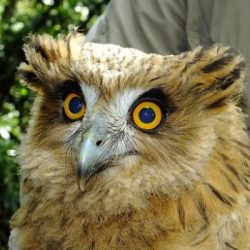 -野生動物保育研究所